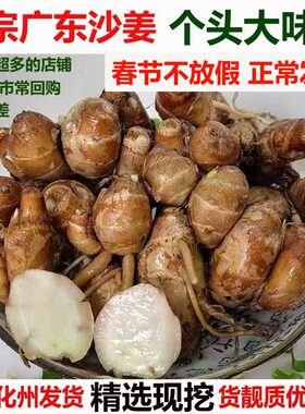 正宗新鲜沙姜化州山奈砂姜三赖生姜白切鸡椰子鸡猪脚调味配料可种