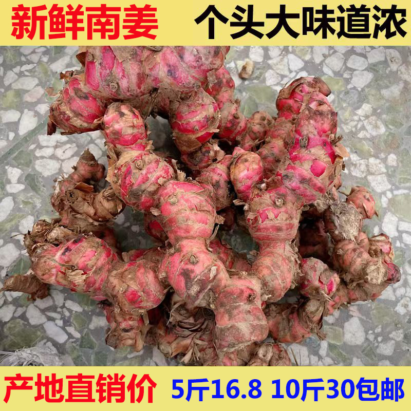 南姜潮汕新鲜精选山姜牛羊肉火锅卤味去膻提味野生山姜头火锅底料