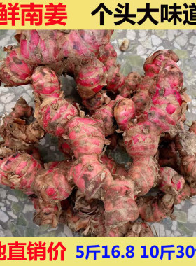 南姜潮汕新鲜精选山姜牛羊肉火锅卤味去膻提味野生山姜头火锅底料