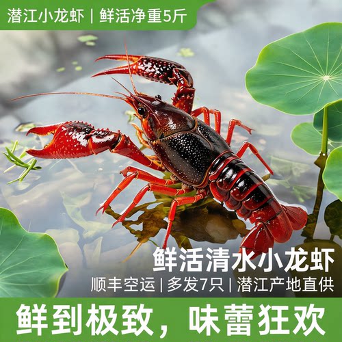 【多发7只】潜江小龙虾鲜活净重5斤4567钱鲜活清水小龙虾顺丰空运