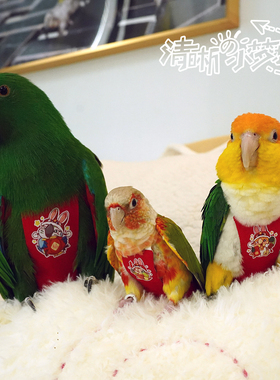 2025款立体无侧缝鹦鹉鸟用尿不湿衣服屎兜飞行服星巴克美tuan顺风