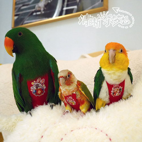 清晰小梦想鹦鹉鸟屎兜可换洗