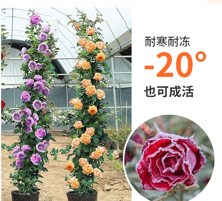 粉色达芬奇蔷薇花苗爬藤植物四季开大花浓香藤本月季花卉盆栽玫瑰