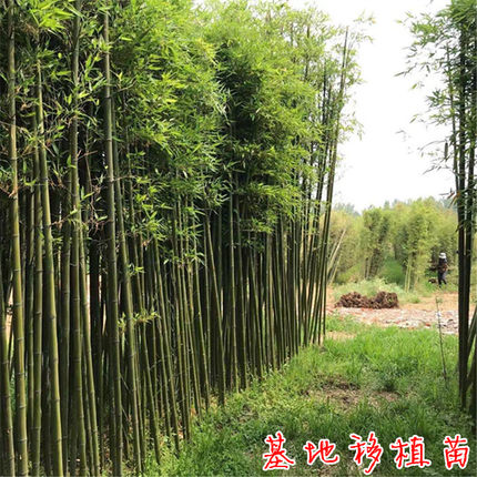 竹子苗庭院四季常绿耐寒植物大型毛竹紫竹黄金竹青竹苗罗汉竹盆栽