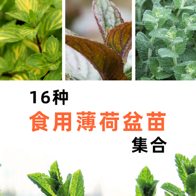 16个品种食用薄荷12cm盆栽夏日清凉mojito鸡尾酒香草植物驱虫绿植