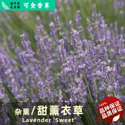 杂薰衣草甜薰LavenderSweet法普罗旺斯新疆伊犁薰衣草田地栽品种