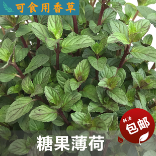糖果薄荷盆栽水培可食用蛋糕装饰绿植薄荷大盆新鲜叶子清新香味