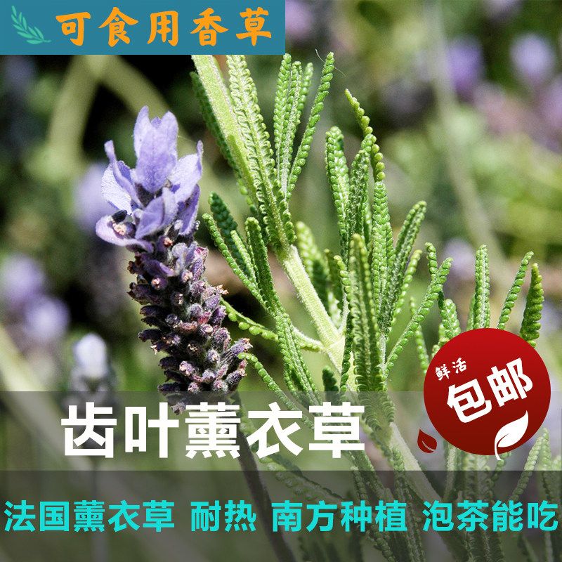齿叶薰衣草lavender可食用法国香草盆栽植物种苗泡茶西餐露台芳香