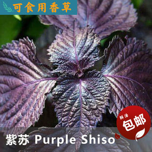 紫苏purpleshiso回回苏家庭阳台种植去腥膻香料植物种苗6株可食用