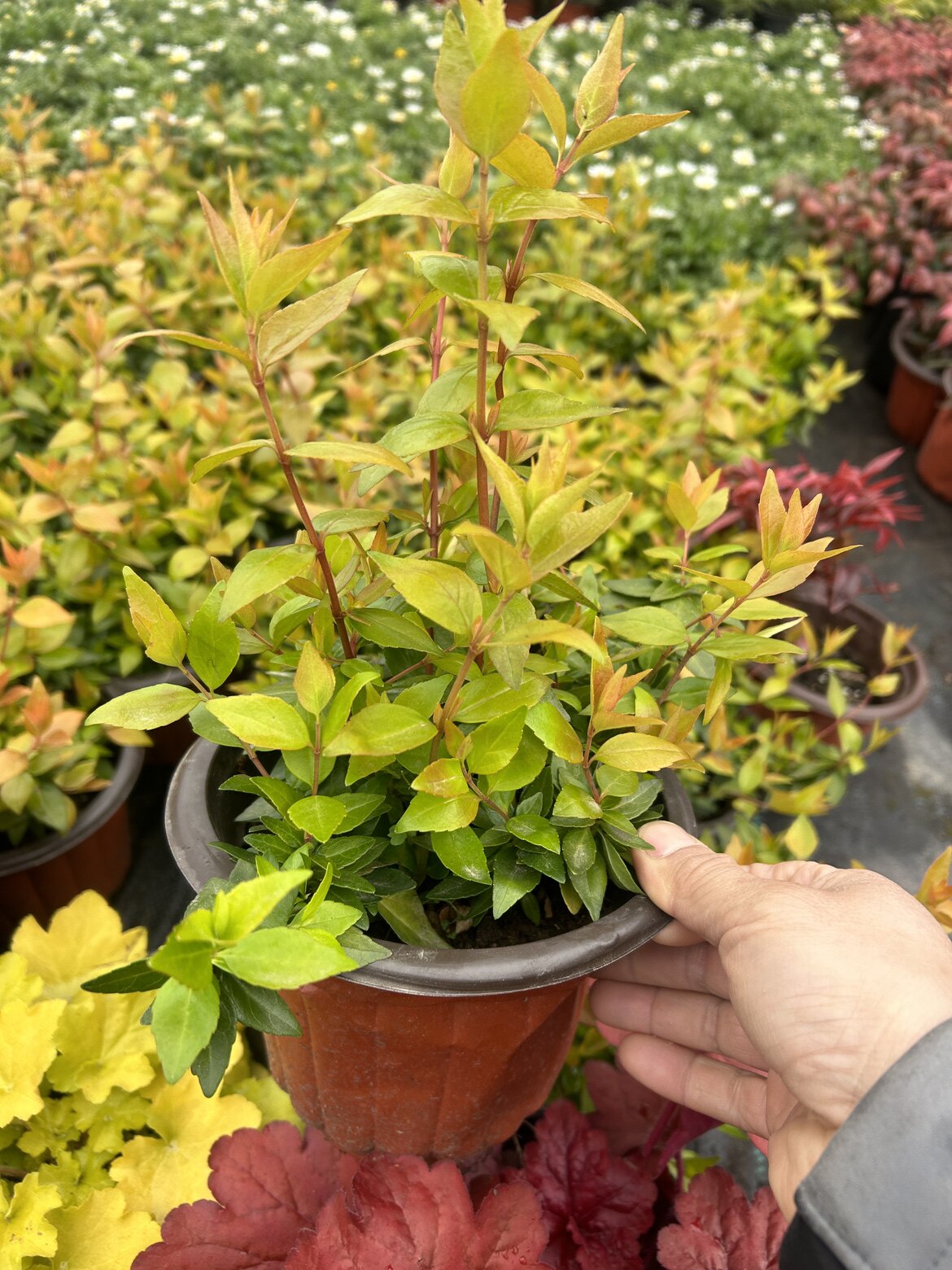 金叶大花六道木四季常青花期长耐寒耐热花境植物庭院阳台盆栽绿植