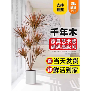 千年木大型盆栽马尾铁办公室客厅阳台龙血树植物室内七彩铁绿植