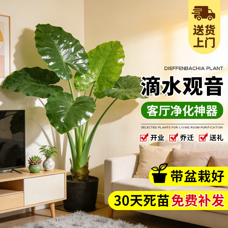 滴水观音高级感室内绿植物客厅大盆栽落地大号懒人适合好养活的花