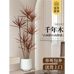 千年木大型盆栽马尾铁办公室客厅阳台龙血树植物室内七彩铁绿植