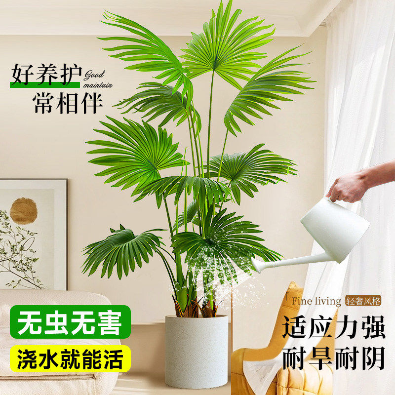 大叶蒲葵盆栽室内大型植物观叶棕榈树扇叶客厅大盆栽耐旱好养绿植