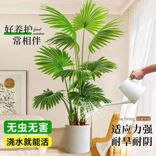 大叶蒲葵盆栽室内大型植物观叶