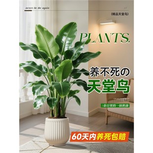 天堂鸟绿植室内办公室客厅大型植物盆栽高级感落地大号好养真花
