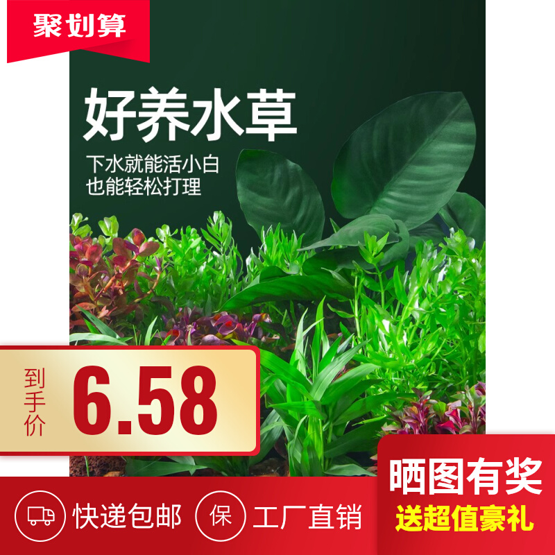 鱼缸水草植物造景真草火山石阴性绿植沉木水草套餐鱼缸专用蜈蚣草