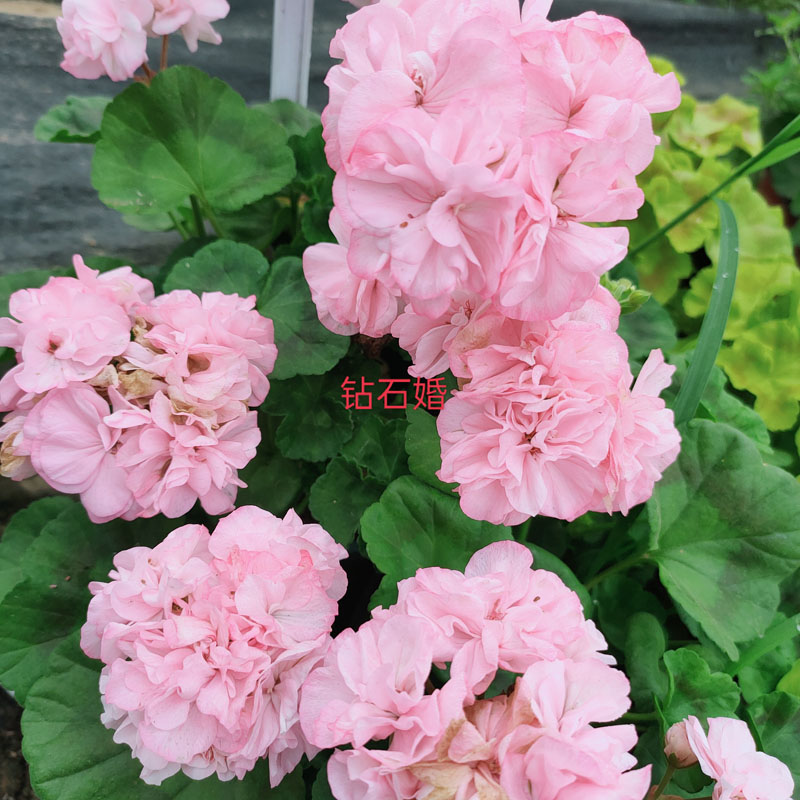 重瓣天竺葵直立垂吊四季开花室内外庭院阳台花苗绿植盆栽