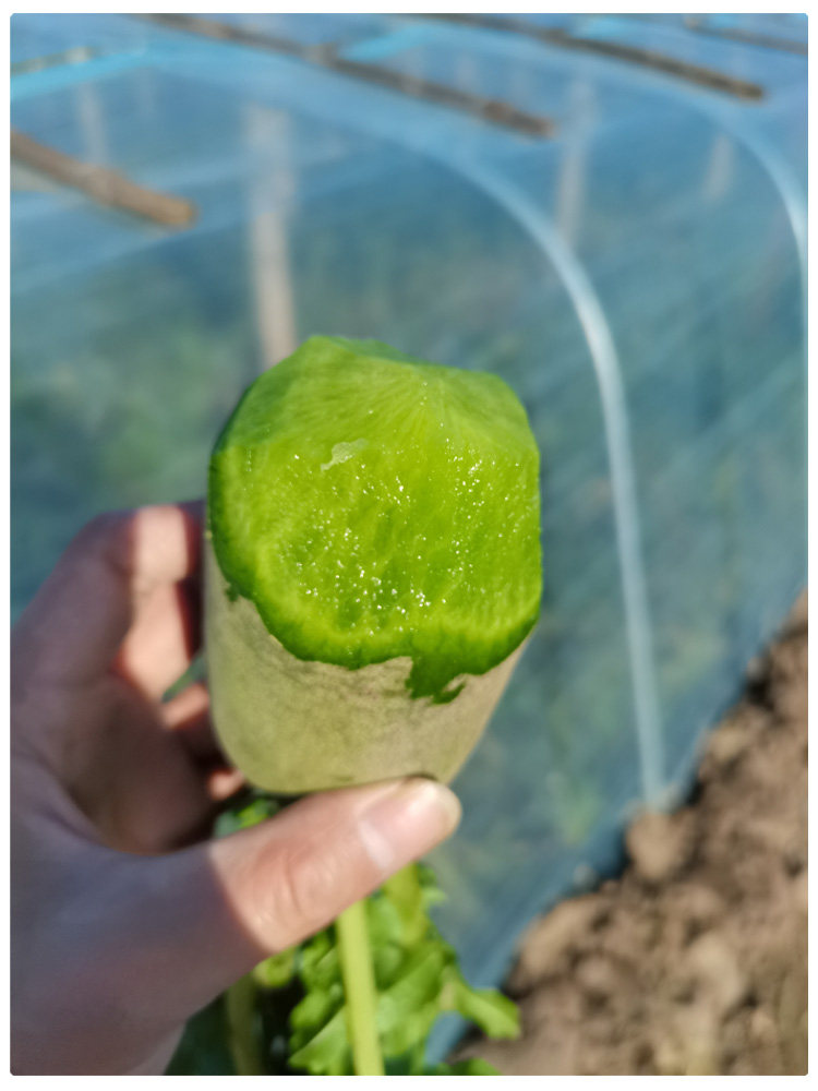 天津沙窝萝卜水果型青萝卜清脆爽口正宗小沙窝村传统特产礼品装包