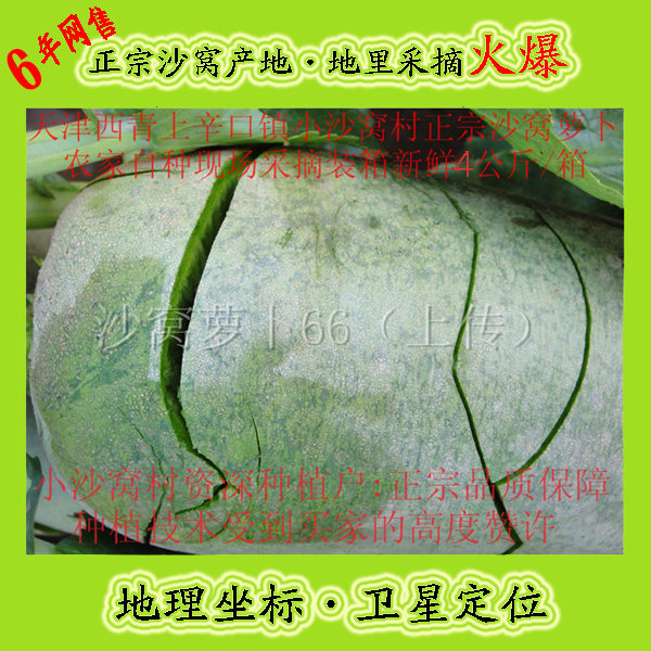 沙窝萝卜新鲜生吃水果型天津小沙窝村正宗沙窝萝卜自种脆甜青萝卜,水产肉类/新鲜蔬果/熟食,萝卜/胡萝卜,淘宝优惠券,粉丝福利购,淘宝优惠卷