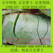 天津沙窝村产地自产沙窝萝卜脆甜爽口水果青萝卜新鲜正宗品质保障