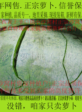天津小沙窝村原产地自产沙窝萝卜水果青萝卜采摘新鲜正宗品质保障