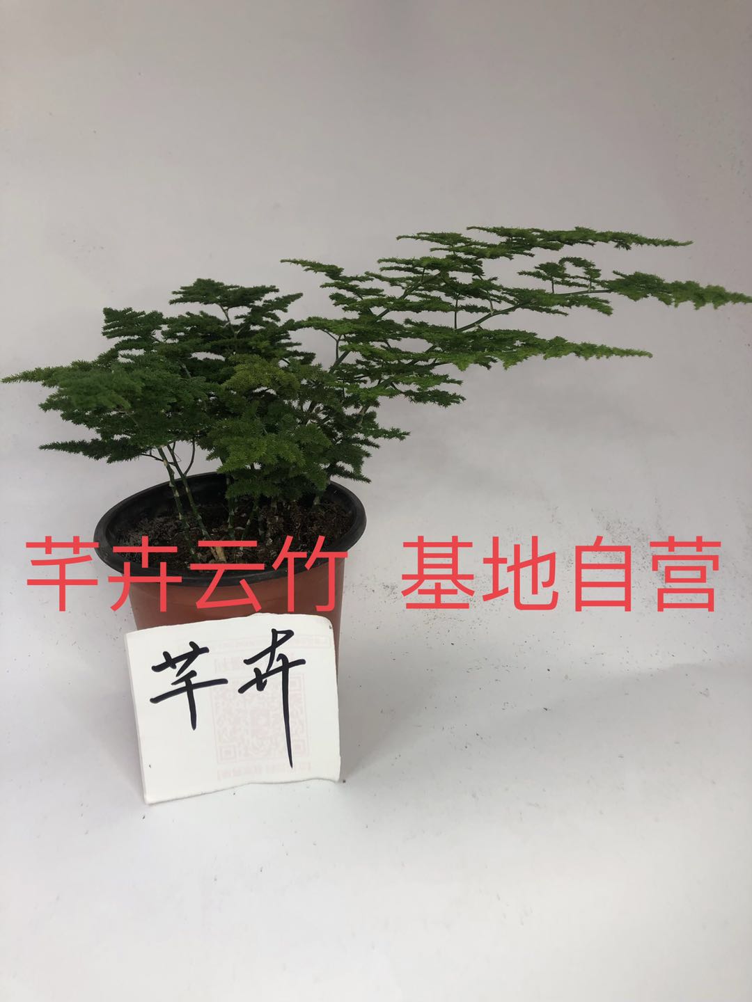 云竹唐山云竹矮生文竹原盆原土网红办公室盆栽进口营养土和肥料培