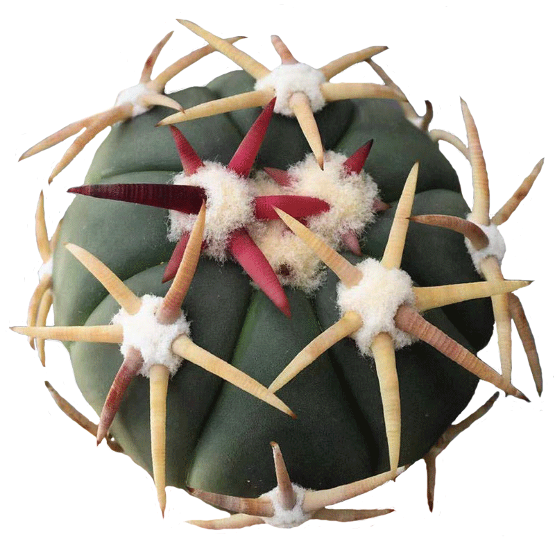 仙肉珍品园 仙人球 仙人掌金琥属 强刺实生太平丸小平丸 一物一拍