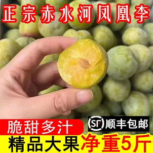 顺丰四川赤水河凤凰李江安李新鲜水果脱骨李子空心青脆李非蜂糖李