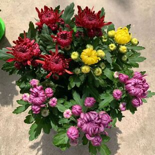 【带花苞】大花菊花盆栽九月墨菊千头菊四季开花阳台庭院花卉植物