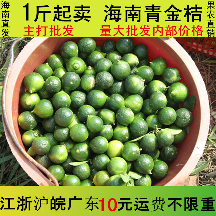 海南青金桔小青桔小柠檬海南橘子青桔子青桔
