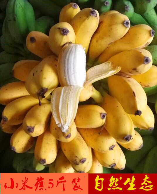 广西特产小米蕉小鸡蕉净重5斤3斤新鲜香蕉水果无催熟现摘无药水