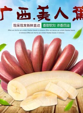 楚妍广西红香蕉美人蕉贵妃蕉
