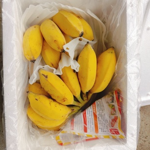 广西正宗苹果蕉粉蕉偏小季 发货要催熟蛋蕉 节饱满实惠香甜青