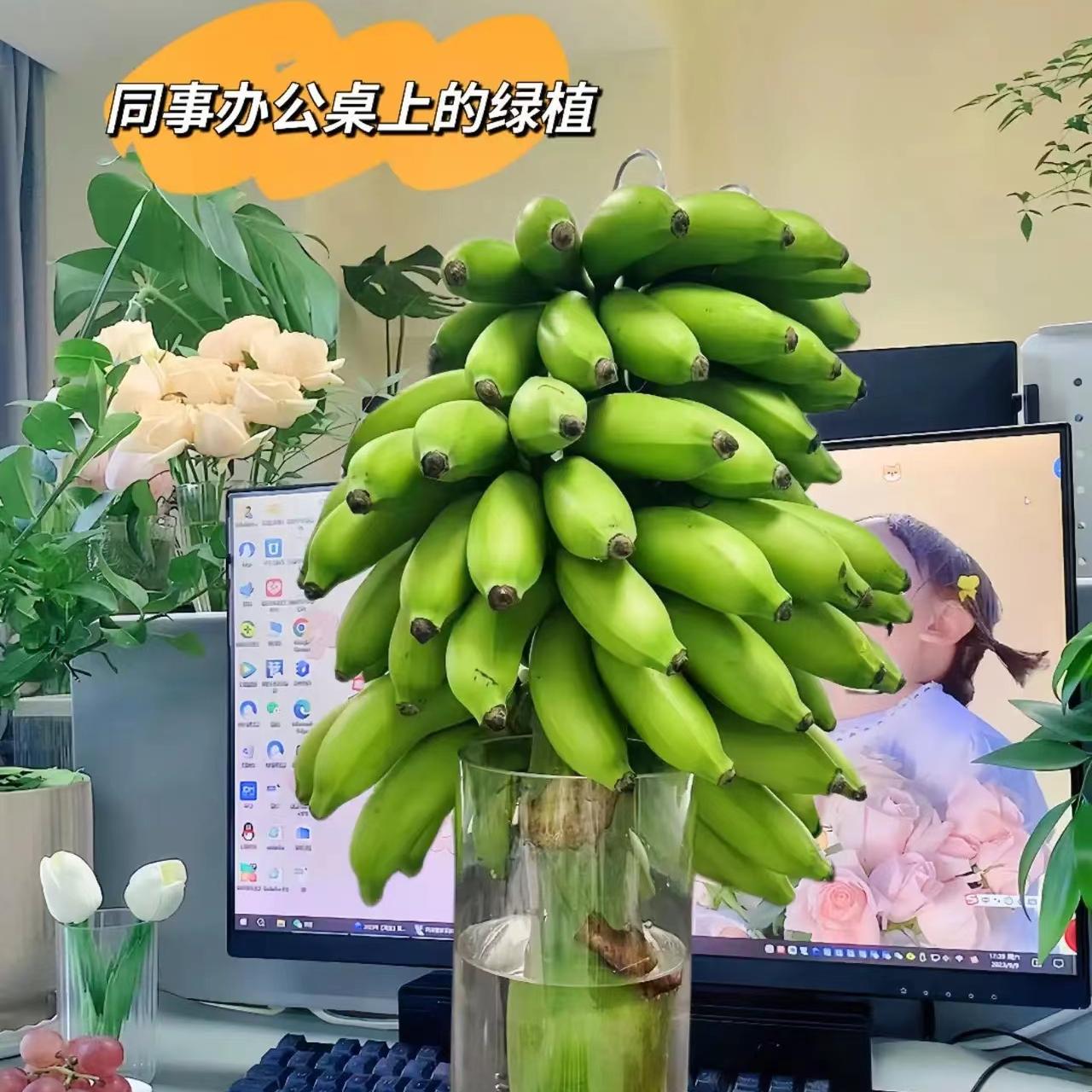 正宗皇帝蕉带杆发货禁止焦虑水培香蕉整条香蕉发货非小米蕉