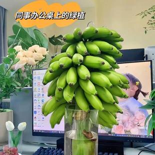 正宗皇帝蕉带杆发货禁止焦虑水培香蕉整条香蕉发货非小米蕉