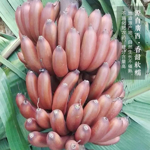 红香蕉新鲜水果红贵妃斤红蕉美人蕉香甜红皮蕉现摘无催熟剂