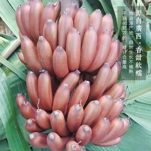 美人蕉新鲜水果香甜现摘红蕉