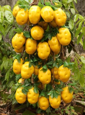 仿真土豆假蔬菜模型农家乐装饰品