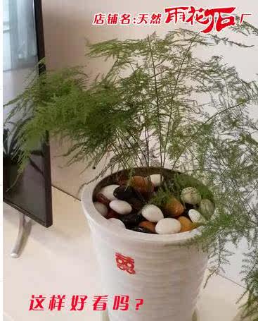 小石鹅卵石豆石铺地脚底按摩器玩具原生态彩石打磨庭院彩色园艺在类目 鲜花速递/花卉仿真/绿植园艺, 园艺用品, 其它园艺用品中 - 来自Buy2taobao.com提供专业的淘宝代购服务