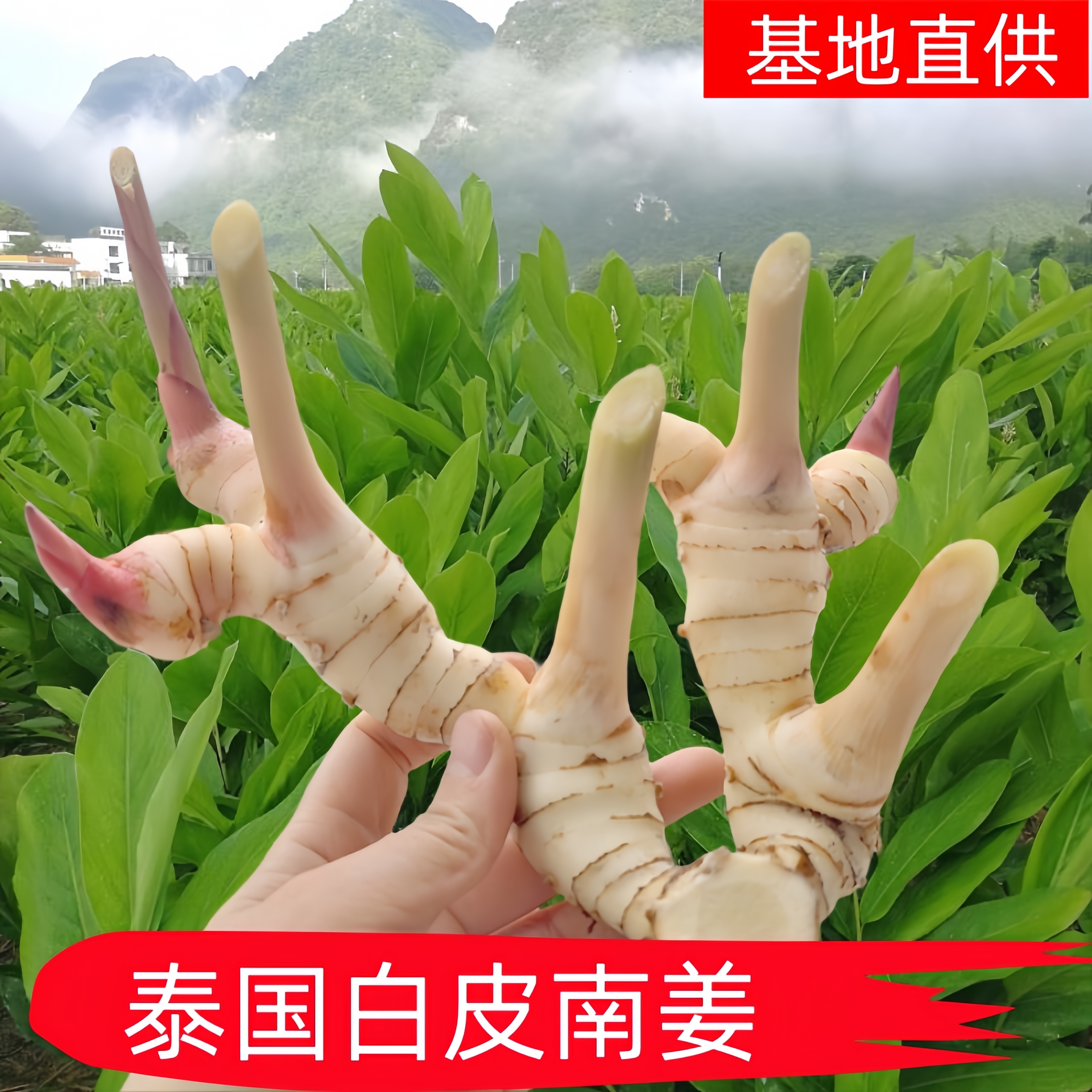 新鲜白皮南姜冬阴功香茅