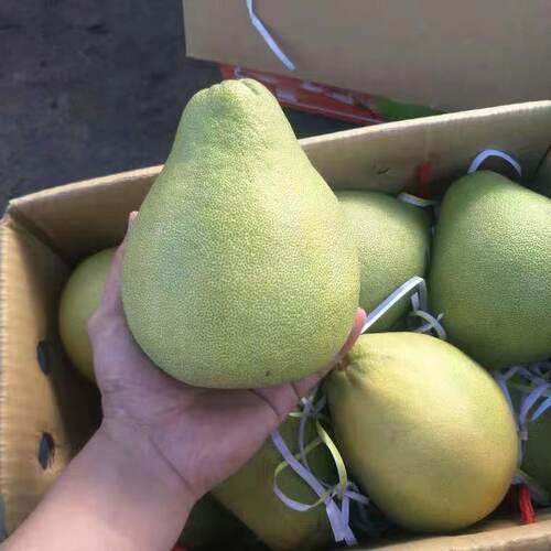 台湾麻豆文旦柚好剥皮无虾线香甜文旦柚当季新鲜孕妇水果整箱