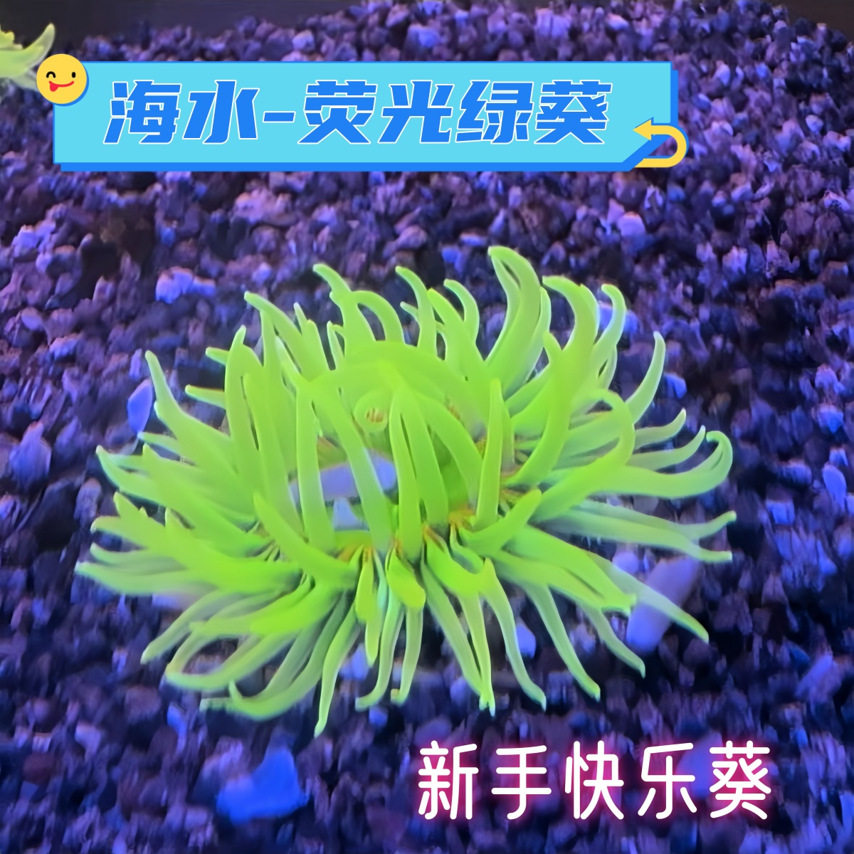 海缸活体生物宠物火山葵樱花葵绿石葵绿疣海葵观赏造景海水小丑鱼