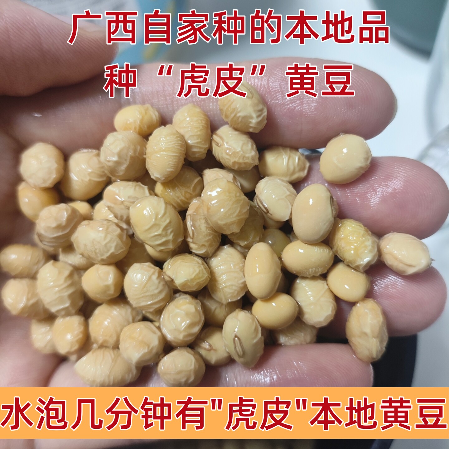 试销广西农家黄豆本地老品种非转