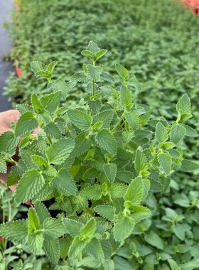 观赏美国薄荷种子留兰香薄荷花种籽子驱蚊花草四季阳台盆栽猫薄荷