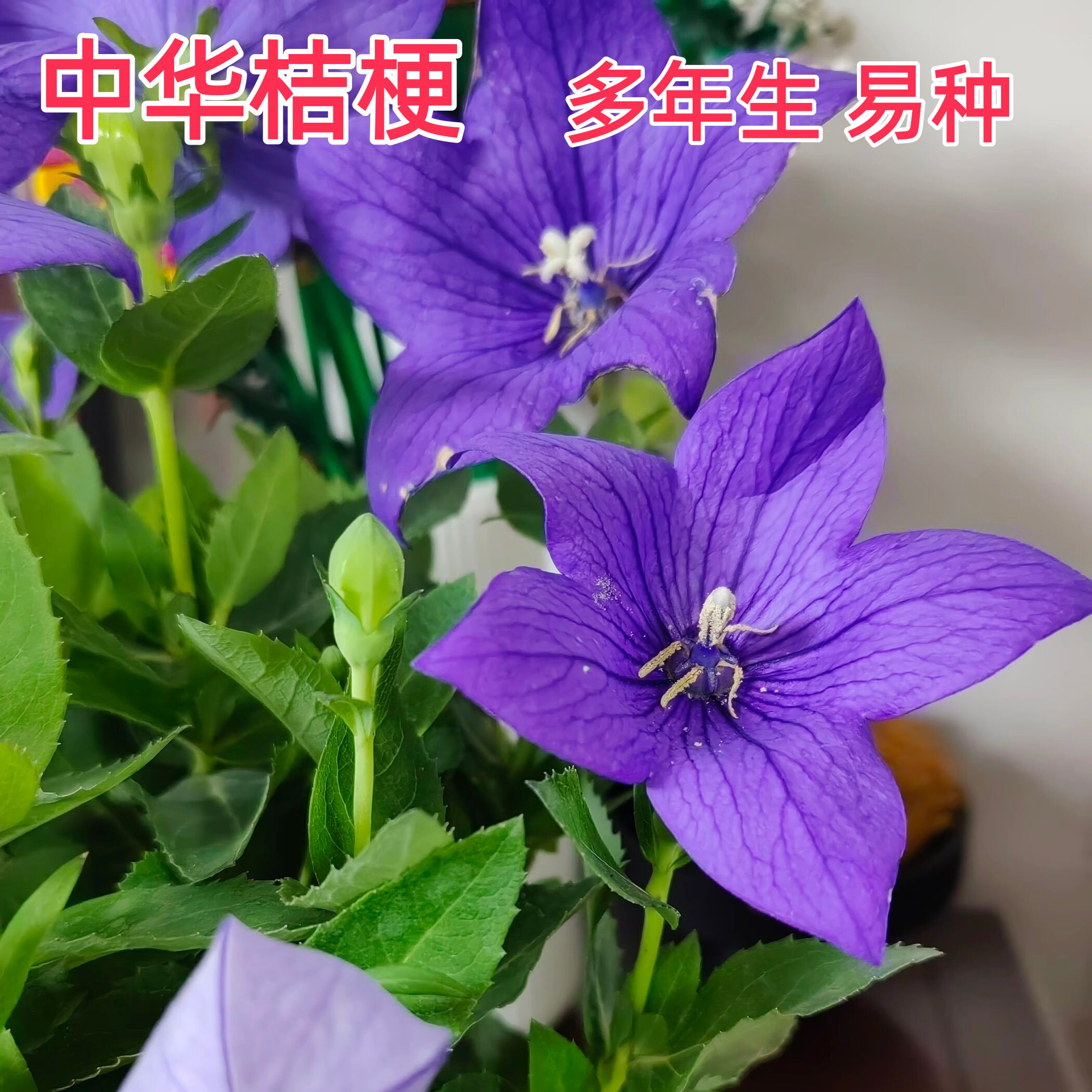 适合乡村庭院小区花园播种中华桔梗种子耐寒铃铛花籽室外阳台盆栽图片
