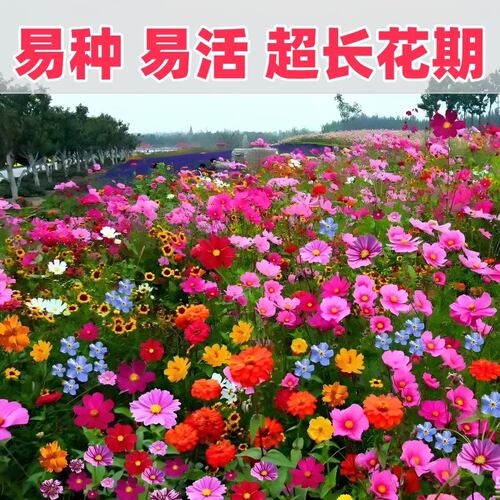 野花组合种子四季播种开花波斯菊花籽百日草花海庭院盆种花种籽子