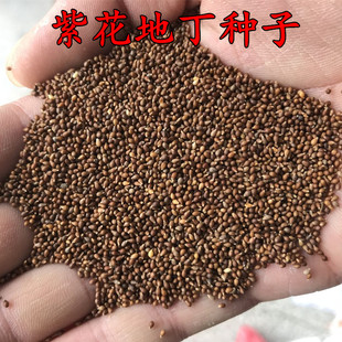 紫花地丁种子多年生花种籽子野堇菜花籽四季易活地被覆绿耐寒耐阴