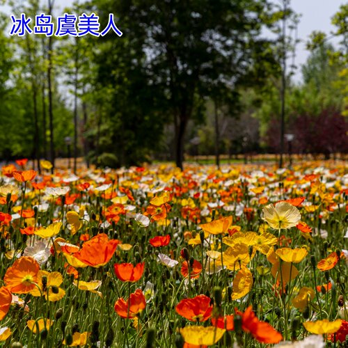 冰岛虞美人花籽格桑花七彩花种籽子多年四季播种开花太阳花卉种子