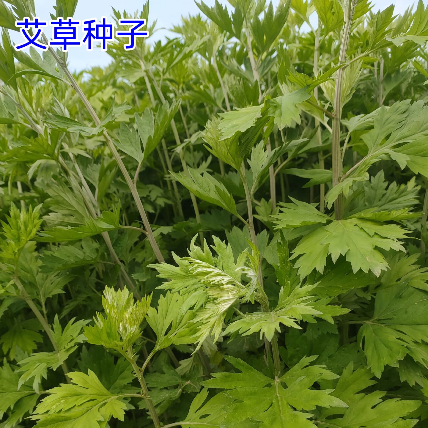 艾草种子食用药用驱蚊草艾叶种籽野生大小叶艾蒿青蒿种植四季驱蚊